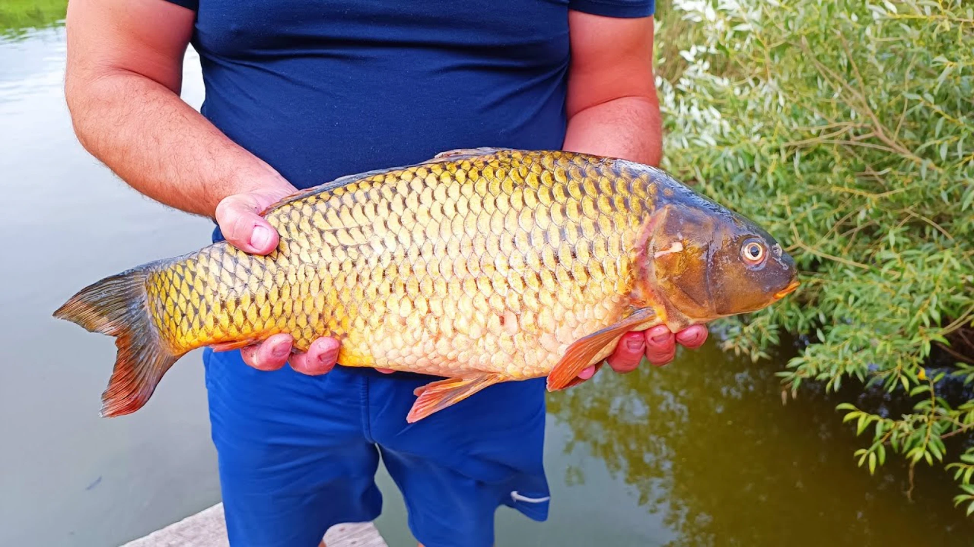 Crap 4.2 kg